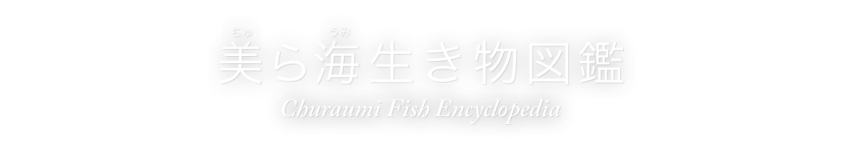 Churaumi Fish picture book 沖縄美ら海水族館で見ることができる生き物を検索。
