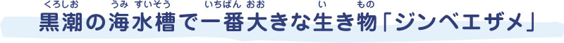 黒潮(くろしお)の海(うみ)水槽(すいそう)で一番(いちばん)大(おお)きな生(い)き物(もの)「ジンベエザメ」