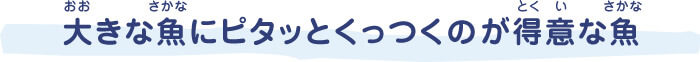 大(おお)きな魚(さかな)にピタッとくっつくのが得意(とくい)な魚(さかな)