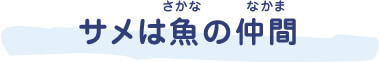 サメは魚(さかな)の仲間(なまえ)