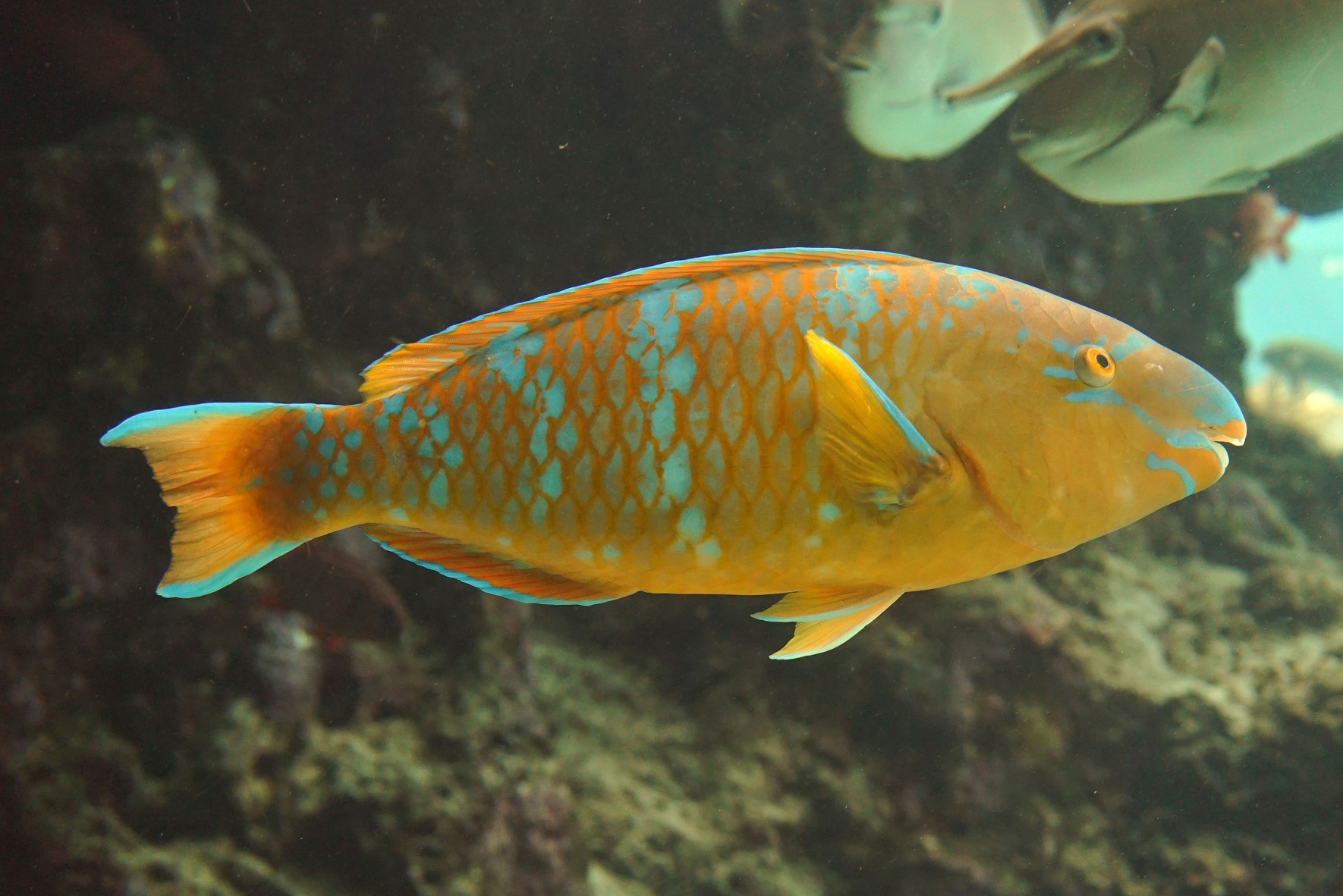 藍點鸚哥魚
