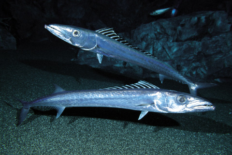 ナガタチカマス