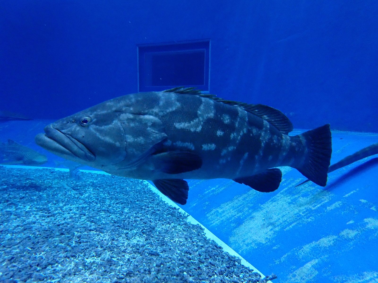 Longtooth grouper