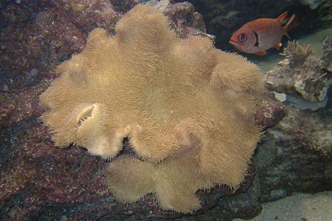 Leather coral