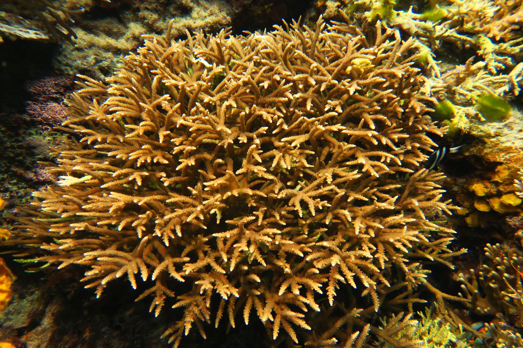 Staghorn coral
