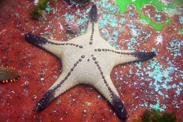Sea star species