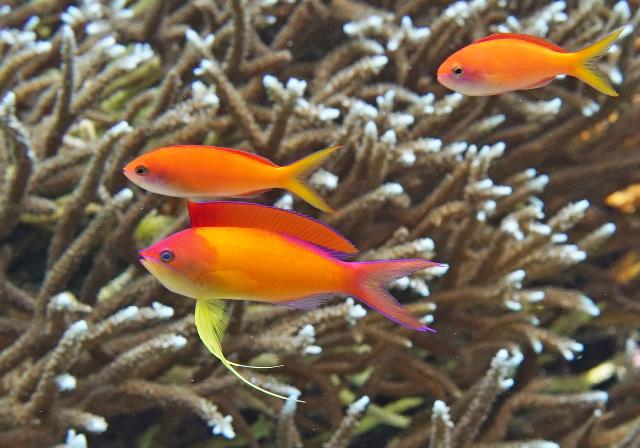 Peach fairy basslet