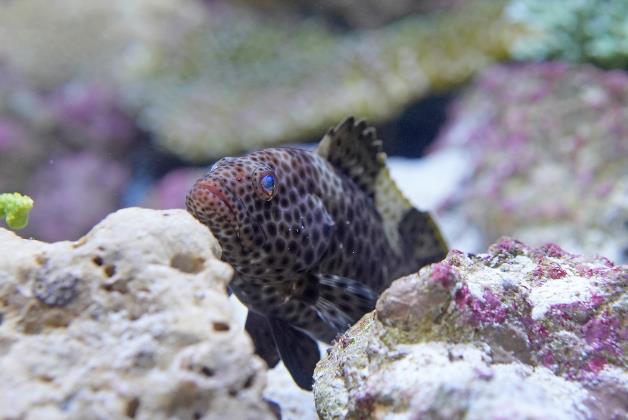 花點石斑魚