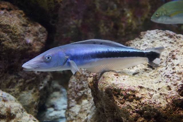 Blue blanquillo 
