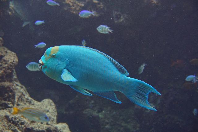 Pacific slopehead parrotfish