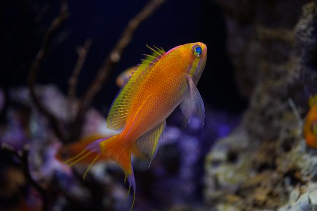 Thread-tail basslet 