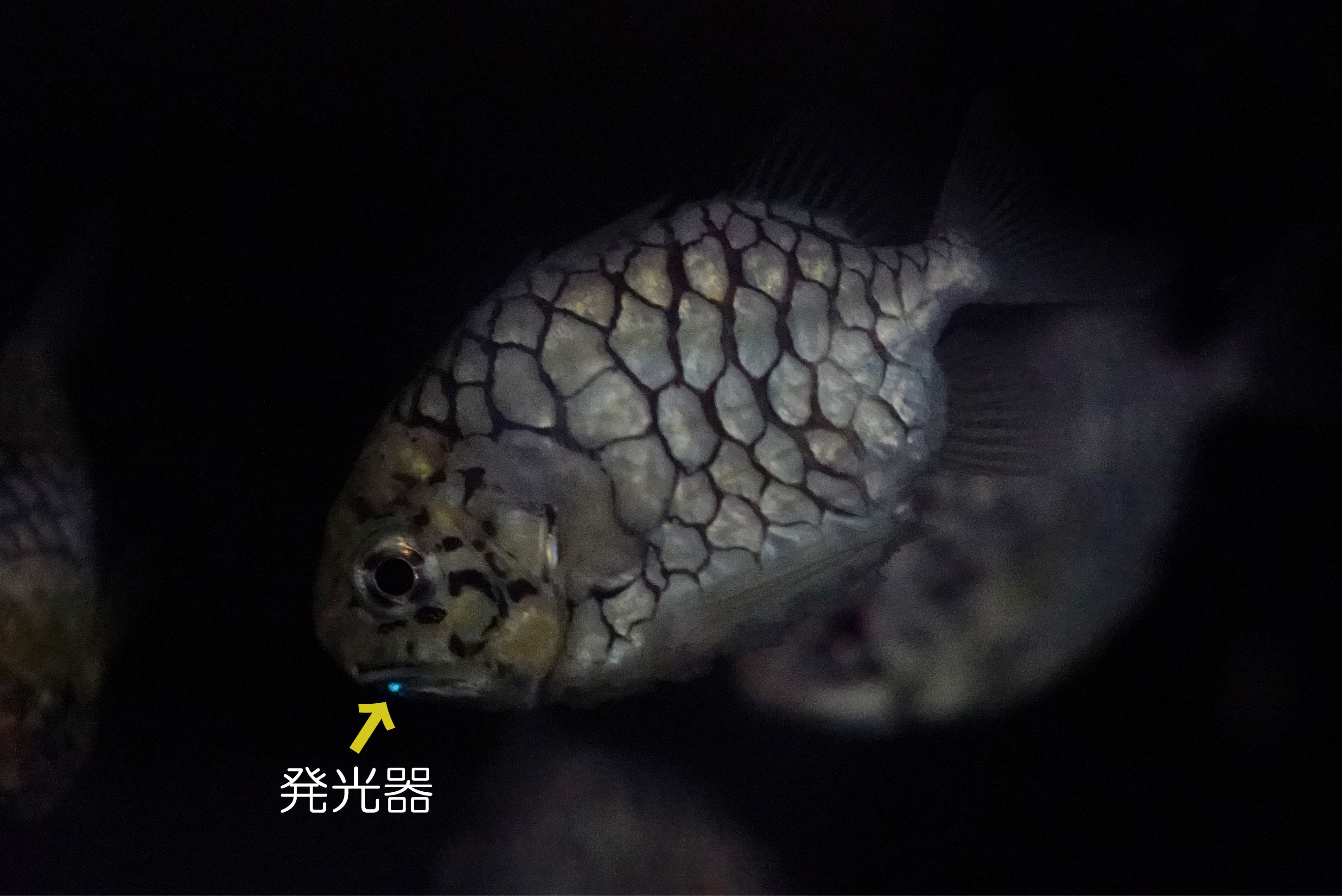 松毬鱼 / 日本松球鱼
