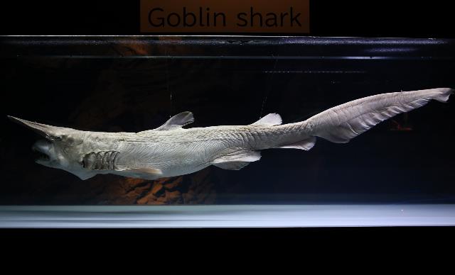 Goblin shark