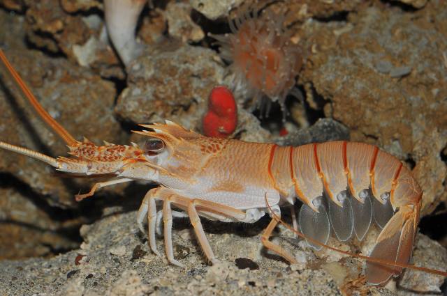 Small furrow lobster