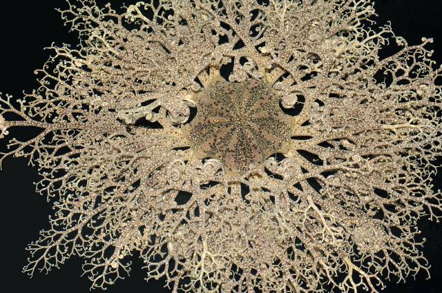 Basket star species