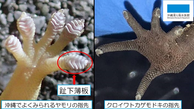 クロイワトカゲモドキ