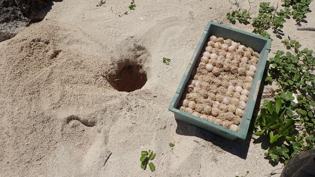 掘り起こした卵と産卵巣 掘り起こした卵と産卵巣