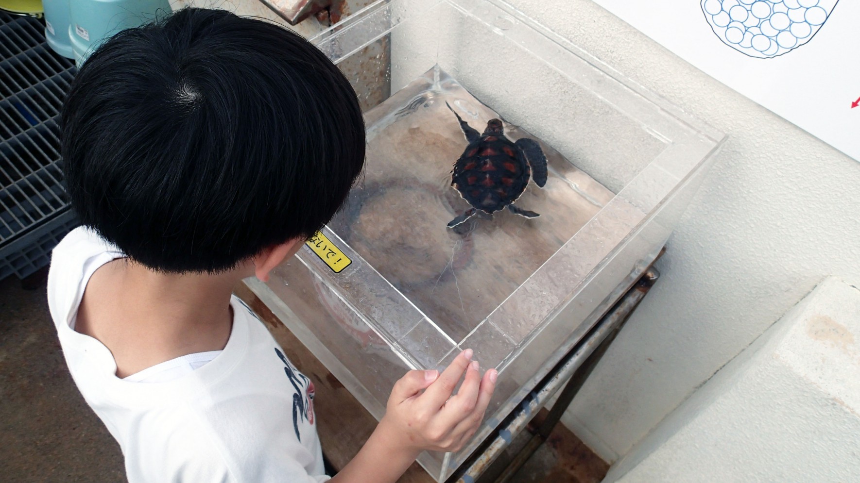 生きもの観察プログラム