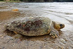 CONSERVATION