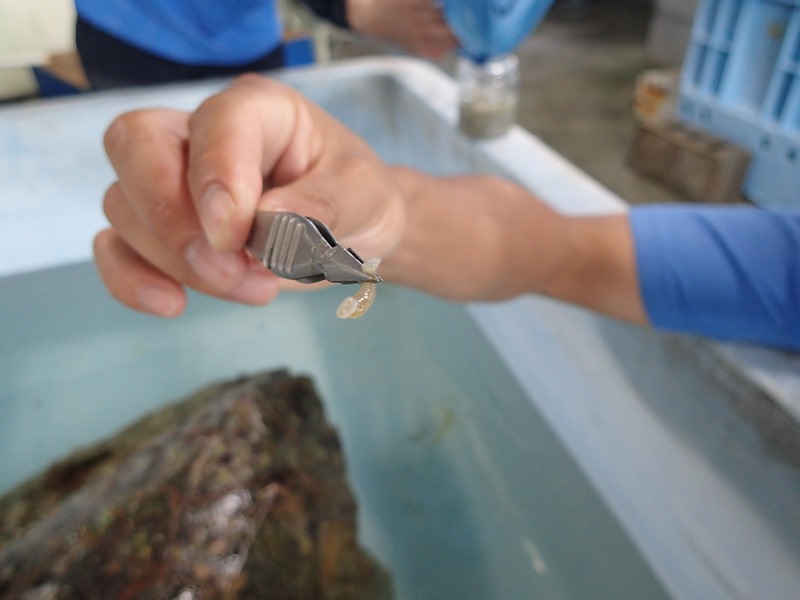 ウミエラビル（寄生虫）