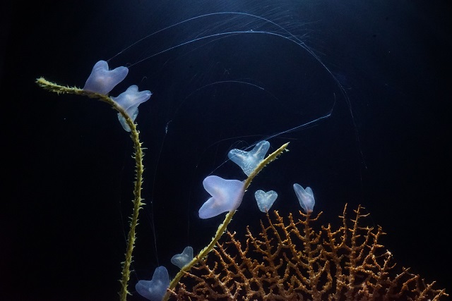 深海の小さな生き物