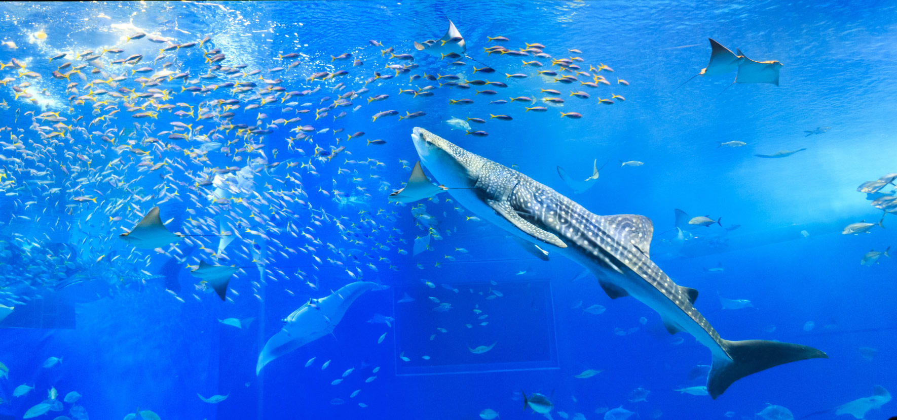 工作教室（おうちで水族館を楽しもう！）の画像