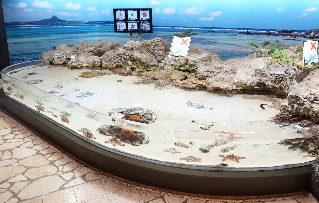 「イノーの生き物たち」に新しい仲間が登場中！！の画像