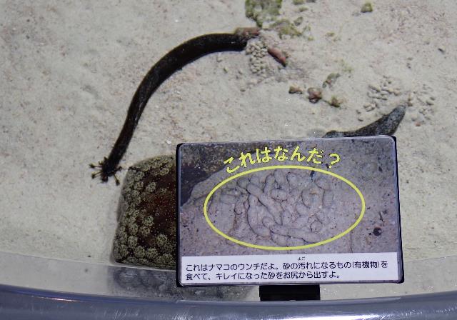 イノーの生き物たち