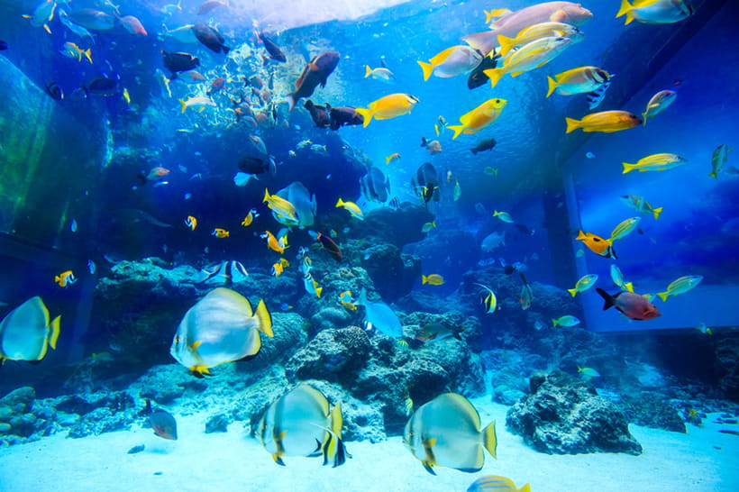熱帯魚の海