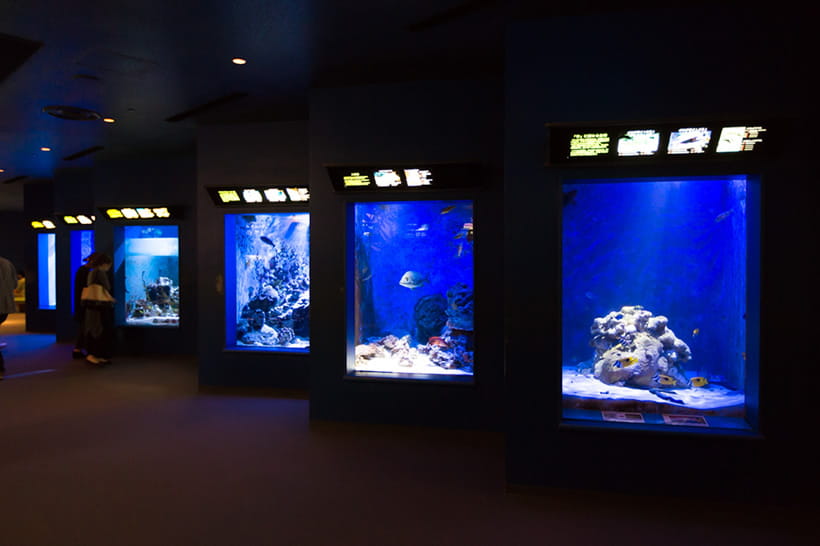 サンゴ礁への旅 個水槽