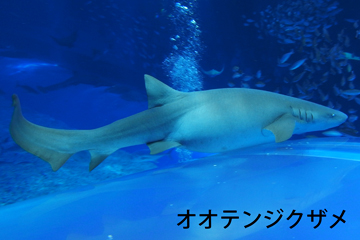 オオテンジクザメ