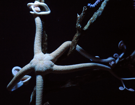 深海生物