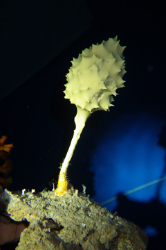 深海生物