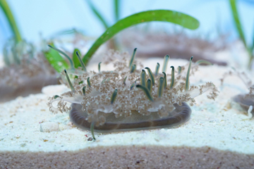 サカサクラゲ