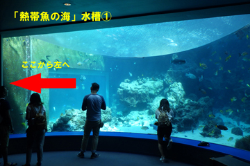 熱帯魚の海