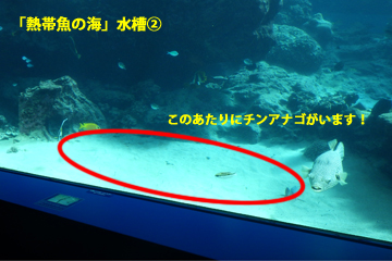 熱帯魚の海