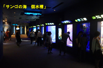 熱帯魚の海
