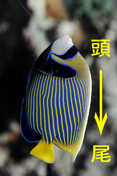 タテジマキンチャクダイ
