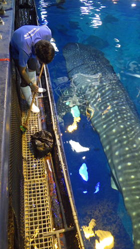 水槽周辺の掃除