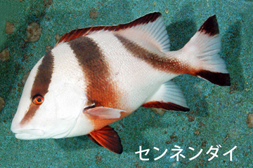 正月水槽