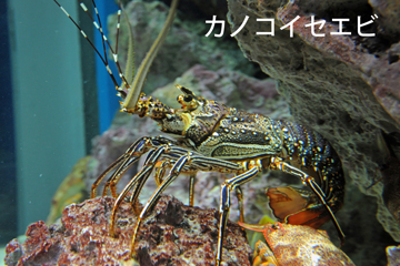 正月水槽