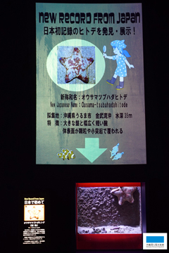 発見!日本初記録種のヒトデ