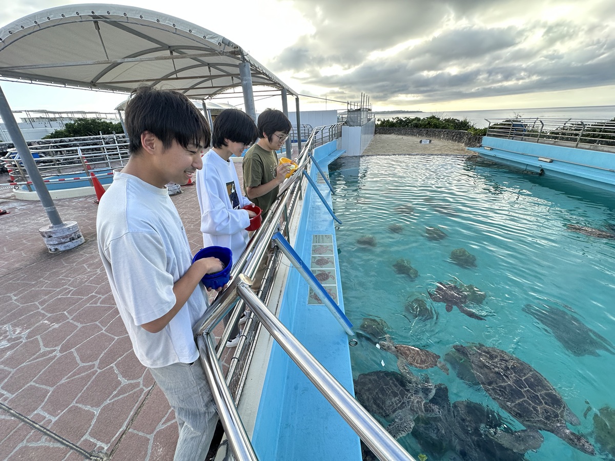 ウミガメ給餌体験