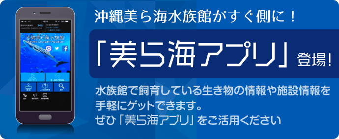 美ら海アプリ