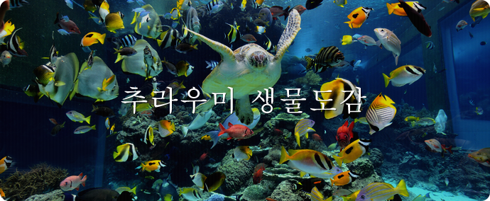 추라우미 생물도감