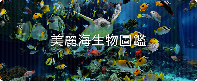 美麗海生物圖鑑