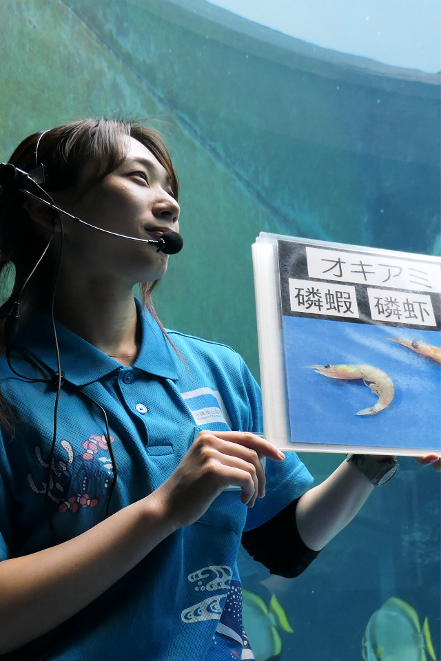 熱帯魚の海