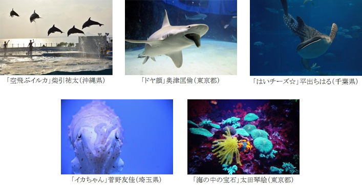 美ら海フォトコンテス入賞者発表と入賞入選作品展開催のお知らせ