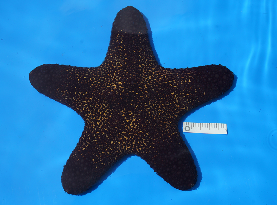 世界初展示！稀種「ヒョウモンカワテブクロ」
