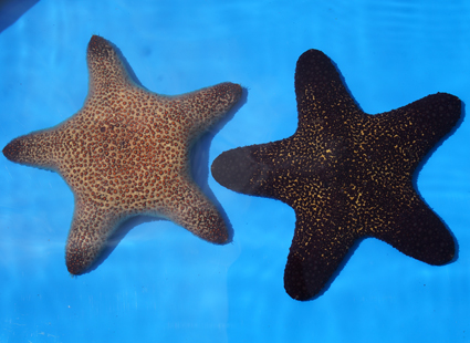 世界初展示！稀種「ヒョウモンカワテブクロ」の画像
